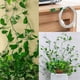 thumbnail image 5 of 160 Piezas Clips de Fijación de Pared para Plantas Trepadoras Fijador de Plantas, Vides, Jardín, Hoja Verde, Clips de Pared para Plantas, Soporte de Vides para Decoración de Pared, 5 of 9