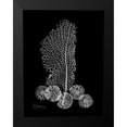 thumbnail image 2 of Koetsier, Albert 19x24 Black Modern Framed Museum Art Print Titled - Sea Fan and Sand Dollar on Black, 2 of 5