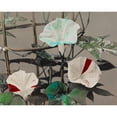 thumbnail image 2 of Kazumasa, Ogawa 18x15 Black Modern Framed Museum Art Print Titled - Morning Glory, 2 of 4