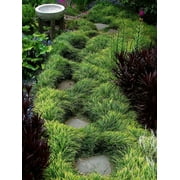 Classy Groundcovers, Ophiopogon japonicus Japonica (50 Bare Root plants)