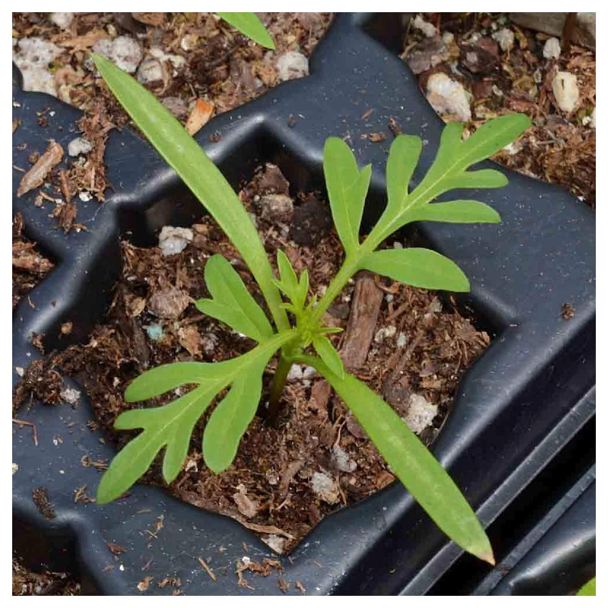 Everwilde Farms - 1 lb Bright Lights Mixed Sulphur Cosmos Garden Flower Seeds - Gold Vault Bulk Seed Packet