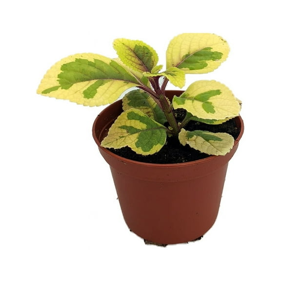 Lemon & Lime Swedish Ivy Plant - Plectranthus ciliatus - 2.5" Pot