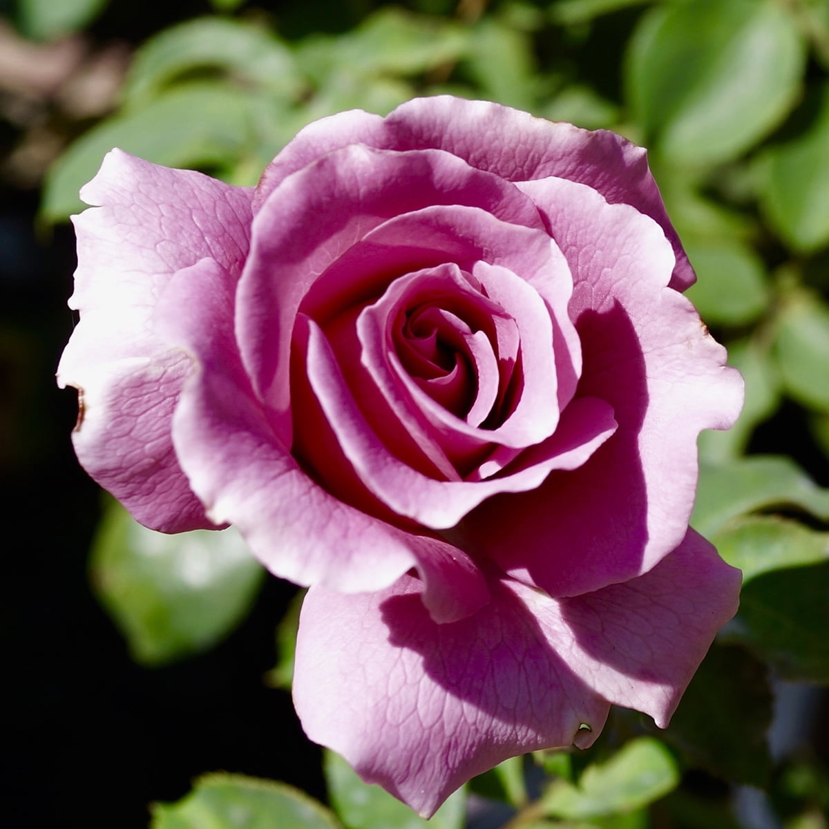 Van Zyverden Roses Angel Face 1 Root Stock