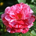 thumbnail image 3 of Heirloom Roses Rose Bush - Scentimental™ Shrub , Live Rose Plant, 3 of 3