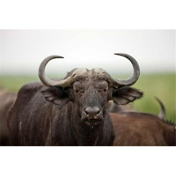 Danita Delimont PDDAF48MZW0208B African Buffalo Wildlife Uganda Poster Print by Martin Zwick, 19 x 12