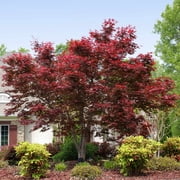 Brighter Blooms - Bloodgood Japanese Maple Tree, 3-4 ft. - No Shipping to AK, AZ, HI