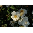 thumbnail image 3 of Direct Gardening Yellow Flowering Sunny Knockout Rose, Dormant Bare Root Starter Plant, 3 of 4