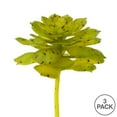 thumbnail image 2 of Vickerman FO180901 6 Pouces Vert &amp; Brun Tacheté Echeveria Pot, 2 of 3