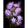 thumbnail image 2 of Johnson, George 12x14 Gold Ornate Wood Framed with Double Matting Museum Art Print Titled - Small Purple Rhododendron, 2 of 4