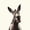 Donkey 01, variant on Erosebridal Floral Framed Donkey Foal Print Full Size Sheets, Botanical Farm Bed Sheets for Women, 1 Flat Sheet, 1 Fitted Sheet and 2 Pillowcases