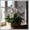 Hosta-D, variant on Perennial Butterfly Flower Hostas— Low-Maintenance-Spotted Hostas  — Perennial Garden Favorites — An Ideal Choice(Non-Artificial)-10 color options