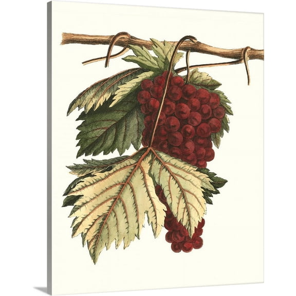 Great BIG Canvas | "Vintner's Varieties II" Canvas Wall Art - 24x30