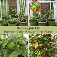 thumbnail image 6 of Sweet Banana Pepper  | Two Live Garden Plants | Non-GMO, Sweet, Tangy & Flavorful, 6 of 9
