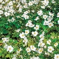 thumbnail image 2 of Honorine Anemone Dormant Bare Root Starter Perennial Plant, 3-Pack, 2 of 3
