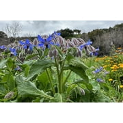 Plant Good Seed - Borage Herb Seeds - Starflower, Certified Organic Seed Packet, Edible Wildflower, Grow for Salads or Beneficial Insect Forage