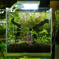 thumbnail image 4 of Minkissy 2Set Freshwater Aquarium Plants Designed for Pet Owners with Craftsmanship, 4 of 6