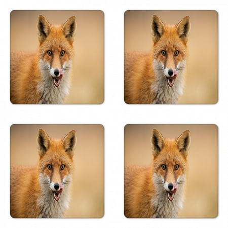 

Fox Coaster Set of 4 Photo of Young Coyote Close up Hungry Carnivore Wildlife Scenery Square Hardboard Gloss Coasters Standard Size Ginger Sand Brown by Ambesonne