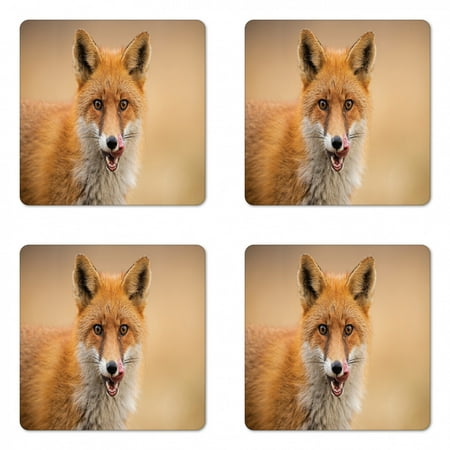 

Fox Coaster Set of 4 Photo of Young Coyote Close up Hungry Carnivore Wildlife Scenery Square Hardboard Gloss Coasters Standard Size Ginger Sand Brown by Ambesonne