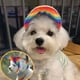 thumbnail image 3 of Sombrero de béisbol para perros Sunnimix Rainbow Colors con agujeros para oídos S, 3 of 8