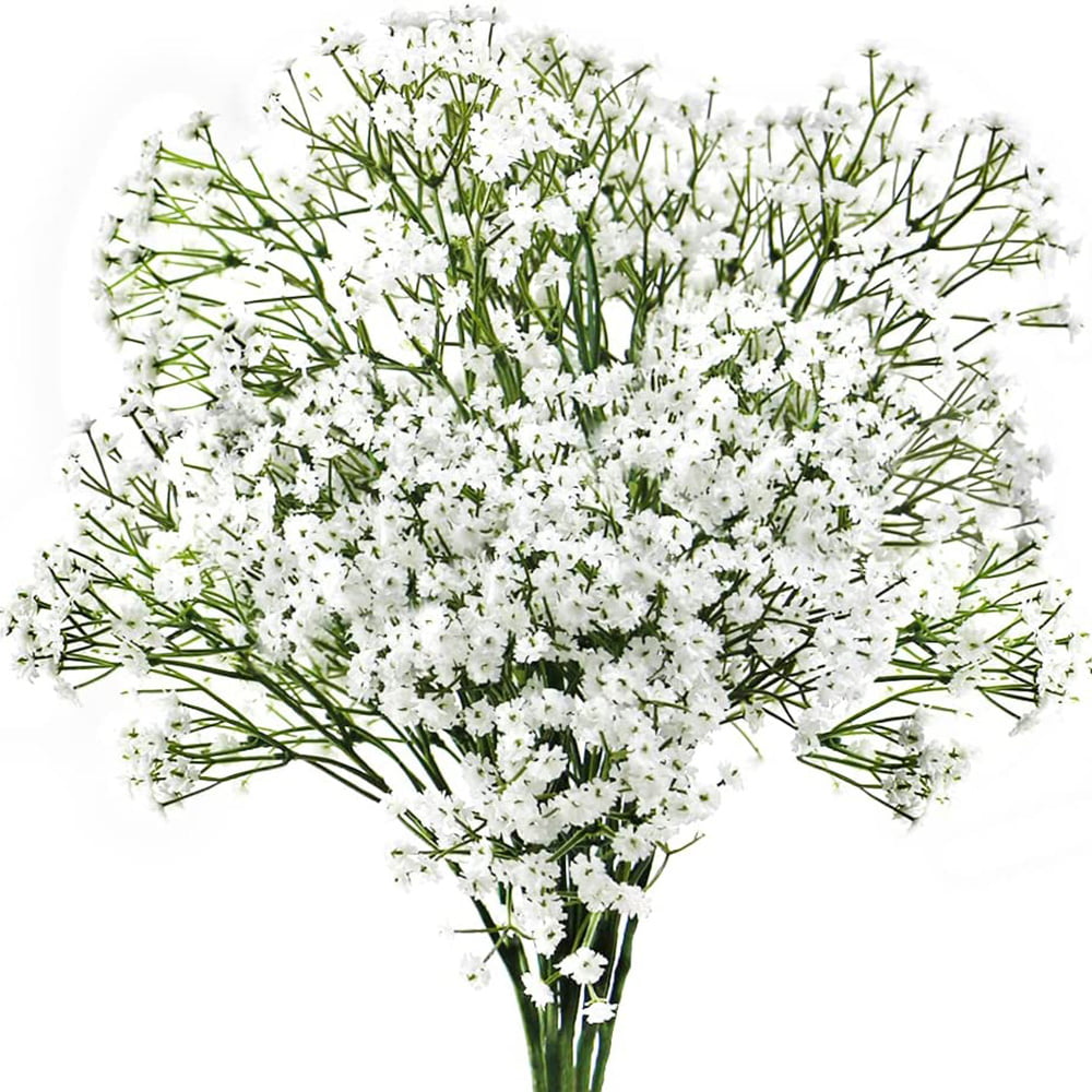  50 Pcs Mini Dried Babys Breath Flowers Bulk 3D Stereo 6 inch  3000+ Ivory White Flowers Real Natural Gypsophila Bouquet Dry Floral  Branches for Vase Invitations Wedding Party Home Decor DIY