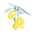 thumbnail image 2 of Goldberger, Jennifer 15x18 White Modern Wood Framed Museum Art Print Titled - Watercolor Lemons II, 2 of 4