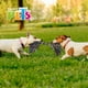 thumbnail image 4 of Juguete Hueso Ch De Hilo Multicolor Pal Thread 25 Cm Fancy Pets HUESO, 4 of 4
