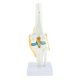 thumbnail image 5 of l Cráneo Del Modelo de rticulación de La de Odontologia de Tamaño Real Cola Estatua de la articulación de la rodilla humana, 5 of 8