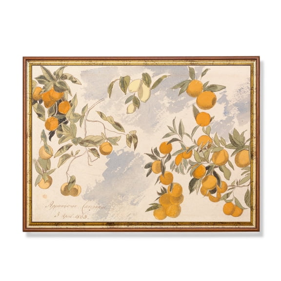 Orange Tree Botanical Poster 19Th Century Vintage Citrus Art Home Decor, 8x12 UNFRAMED