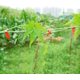 thumbnail image 4 of 20 rollos de cinta para plantas, bordado a mano para flores y verduras de jardín, para frutas, verduras, flores, tomates, enredaderas, herramienta de jardinería para atar ramas, máquina para atar pla, 4 of 5