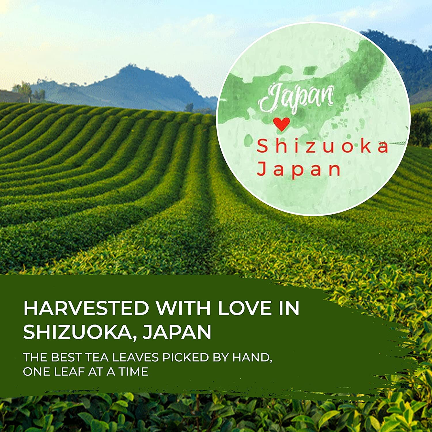 Benifuuki Japanese Green Tea – 30 x Green Tea Bag Bundle for Ultimate Relaxation – Japanese Tea Bags with Unique Taste – Delicious and Rich Aroma – Harvested with Love in Shizuoka, Japan