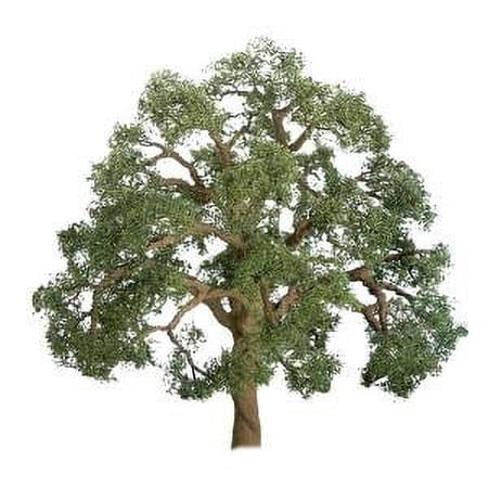 LIVE OAK 1'' PRO 6/pk