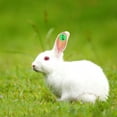thumbnail image 1 of LOLIPPYY 100Pcs Rabbit Ear Tags Green Durable Numbered Identification Tags for Farm Animal Tracking, 1 of 8