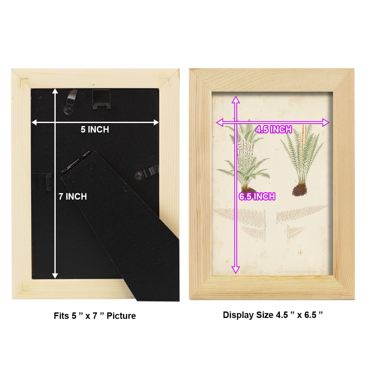 Fern Study III -Framed Print w/glass-Natural Wood