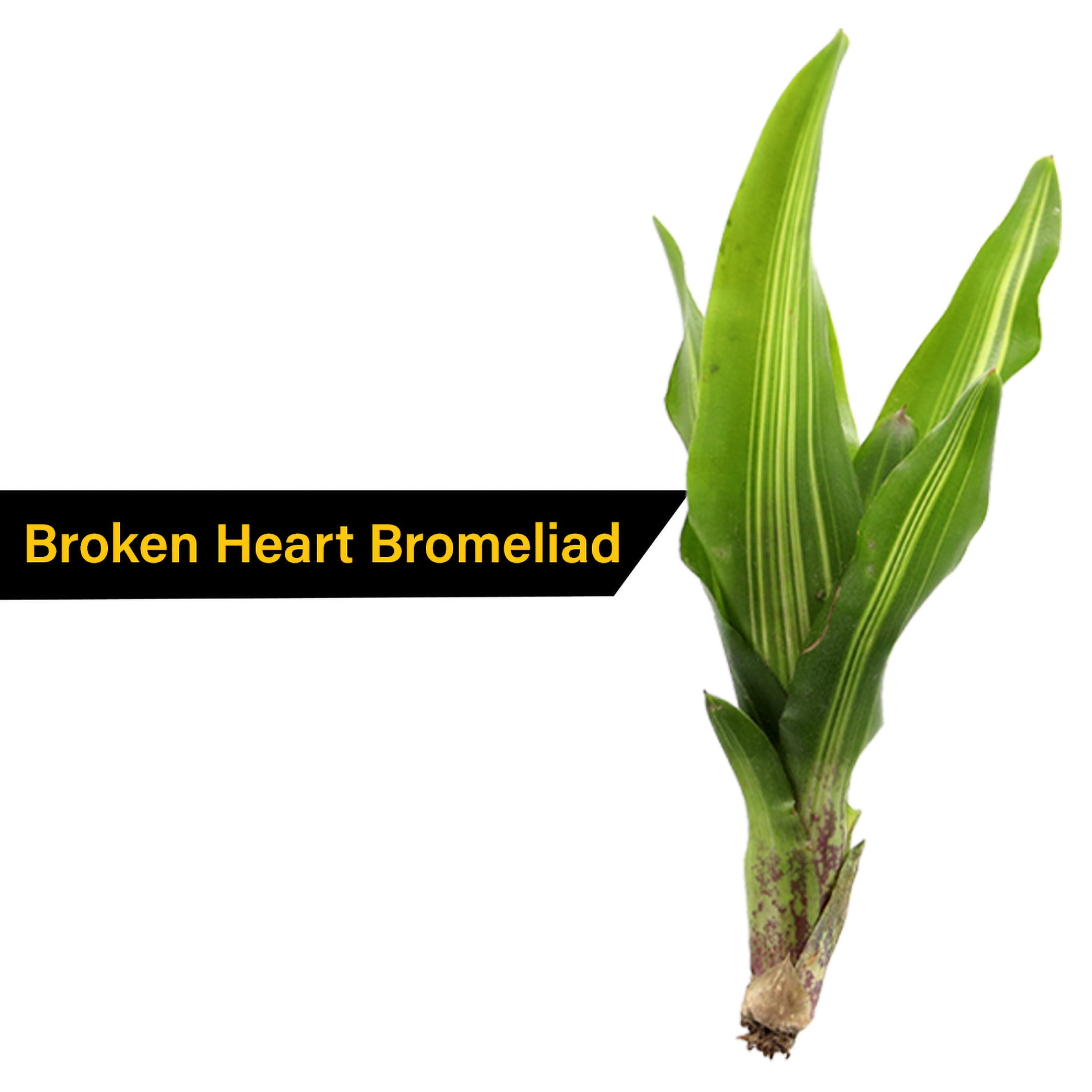 ReptiCulture Assorted Bromeliad Plant 6 ct