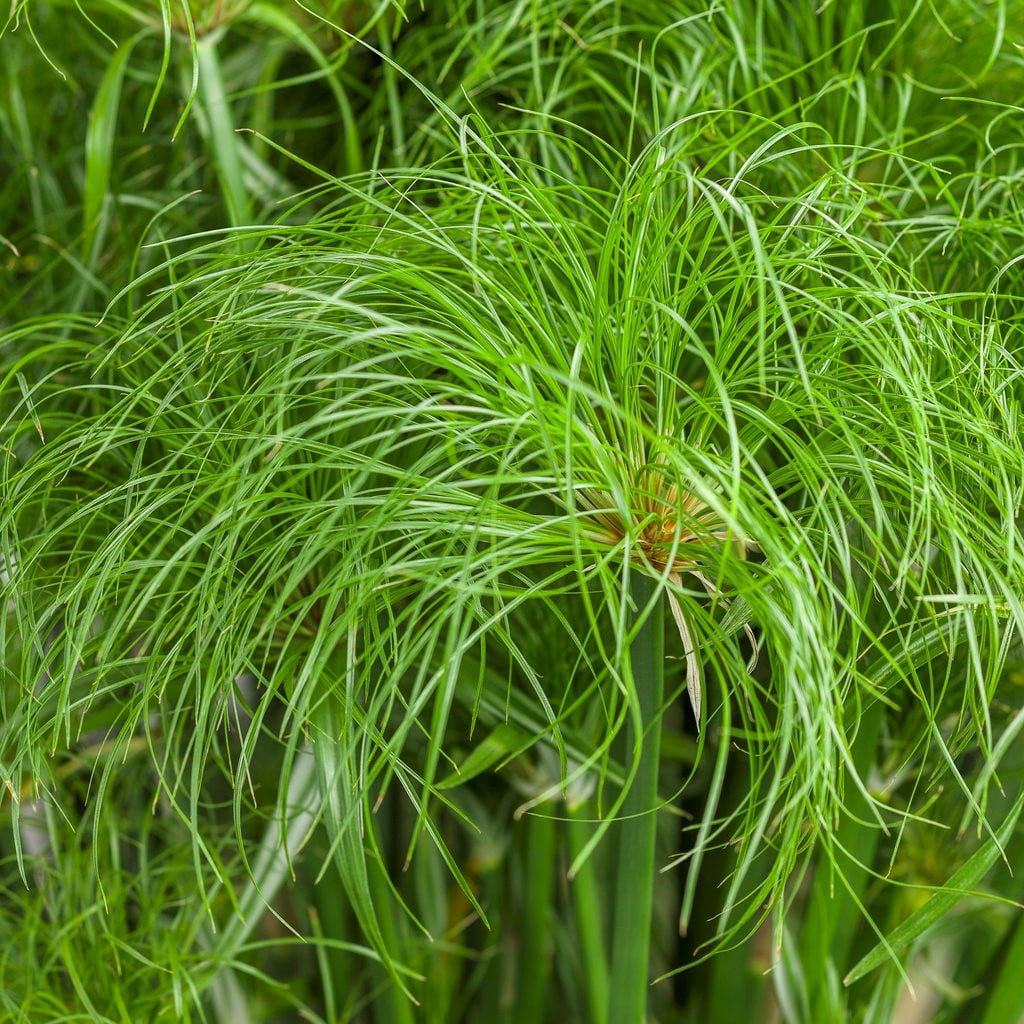 Proven Winners Cyperus Prince Tut Papyrus Grass 1.5 Pint for Full to Partial Sun