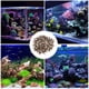 thumbnail image 4 of BRIGHTFUFU Grava natural para acuario para pecera, rocas decorativas de río para plantas, guijarros pequeños para plantas de interior, piedras de acuario para pecera, 4 of 7