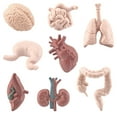 thumbnail image 1 of Modelos de órganos humanos, 8 piezas Simulación Cuerpo humano Órganos humanos Material didáctico Simulación Modelos de órganos Rendimiento de alta gama, 1 of 8