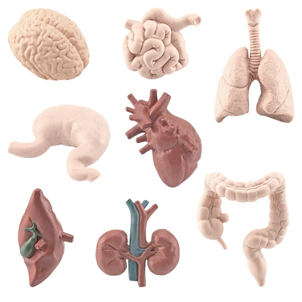 modelos de órganos del cuerpo humano de simulación, juguetes educativos para preescolar, ciencias, material didáctico para el hogar y la escuela para niños.