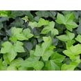 thumbnail image 2 of Green English Ivy - 4 Live Plants in 3 Inch Pots - Hedera Helix - Beautiful Easy Care Indoor Air Purifying Houseplant Vine, 2 of 5