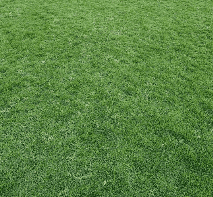 12.000 Zoysia Emerald Grass Seeds for Lawn, Zoysia Grass Lawngrass Seeds Emerald Zoysia Ornamental Grasses Seed