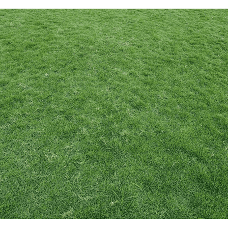 5.000 Zoysia Emerald Grass Seeds for Lawn, Zoysia Grass Lawngrass Seeds Emerald Zoysia Ornamental Grasses Seed