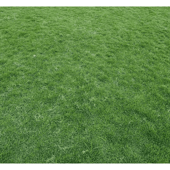 10.000 Zoysia Emerald Grass Seeds for Lawn, Zoysia Grass Lawngrass Seeds Emerald Zoysia Ornamental Grasses Seed