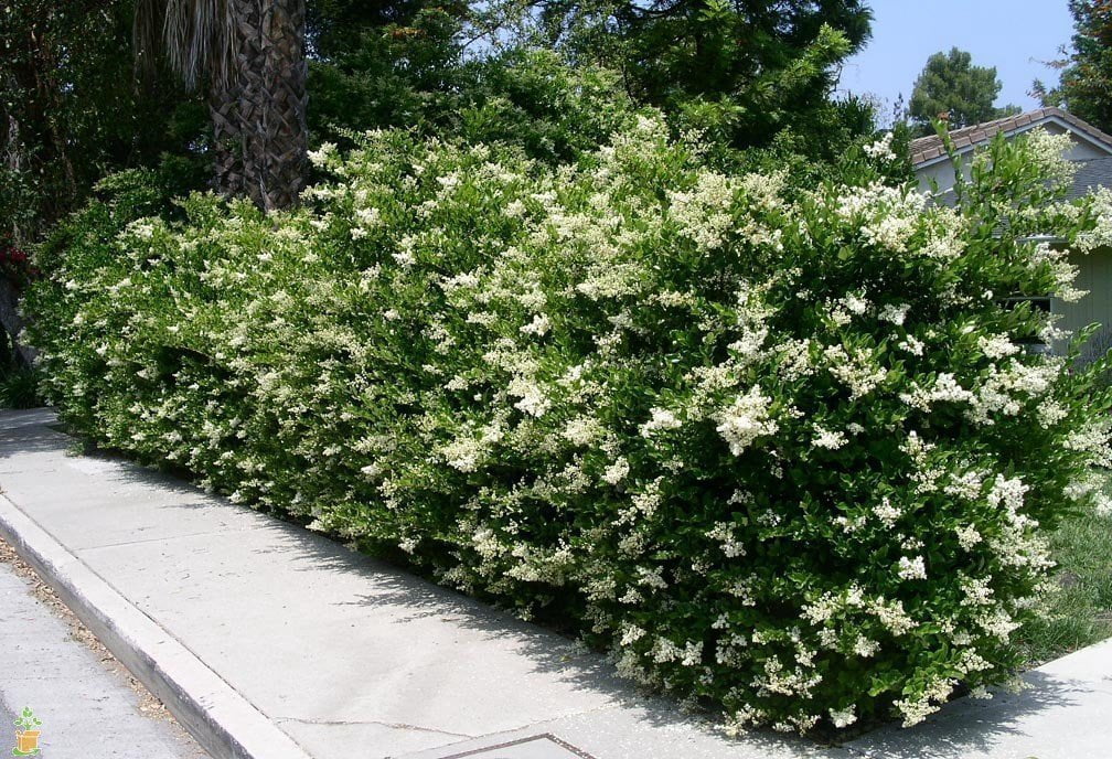 Ligustrum Waxleaf Privet - 3 Live Plants 2" Pot Size - Evergreen Privacy Hedge