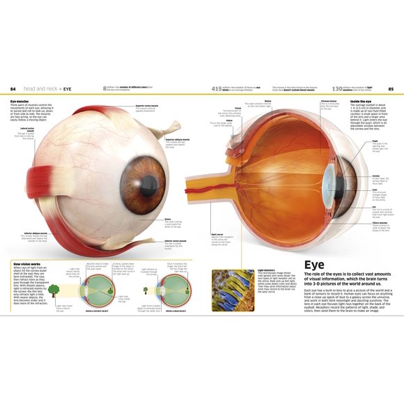 Knowledge Encyclopedia Human Body! (Knowledge Encyclopedias)