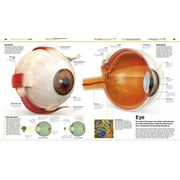 DK Knowledge Encyclopedias Knowledge Encyclopedia Human Body!: Human Anatomy as Youve Never Seen It Before, (Hardcover)