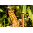 thumbnail image 6 of Freeze-Dried Super Sweet Corn, 0.25 Pounds — Raw, Vegan, Kosher — by Food to Live, 6 of 6