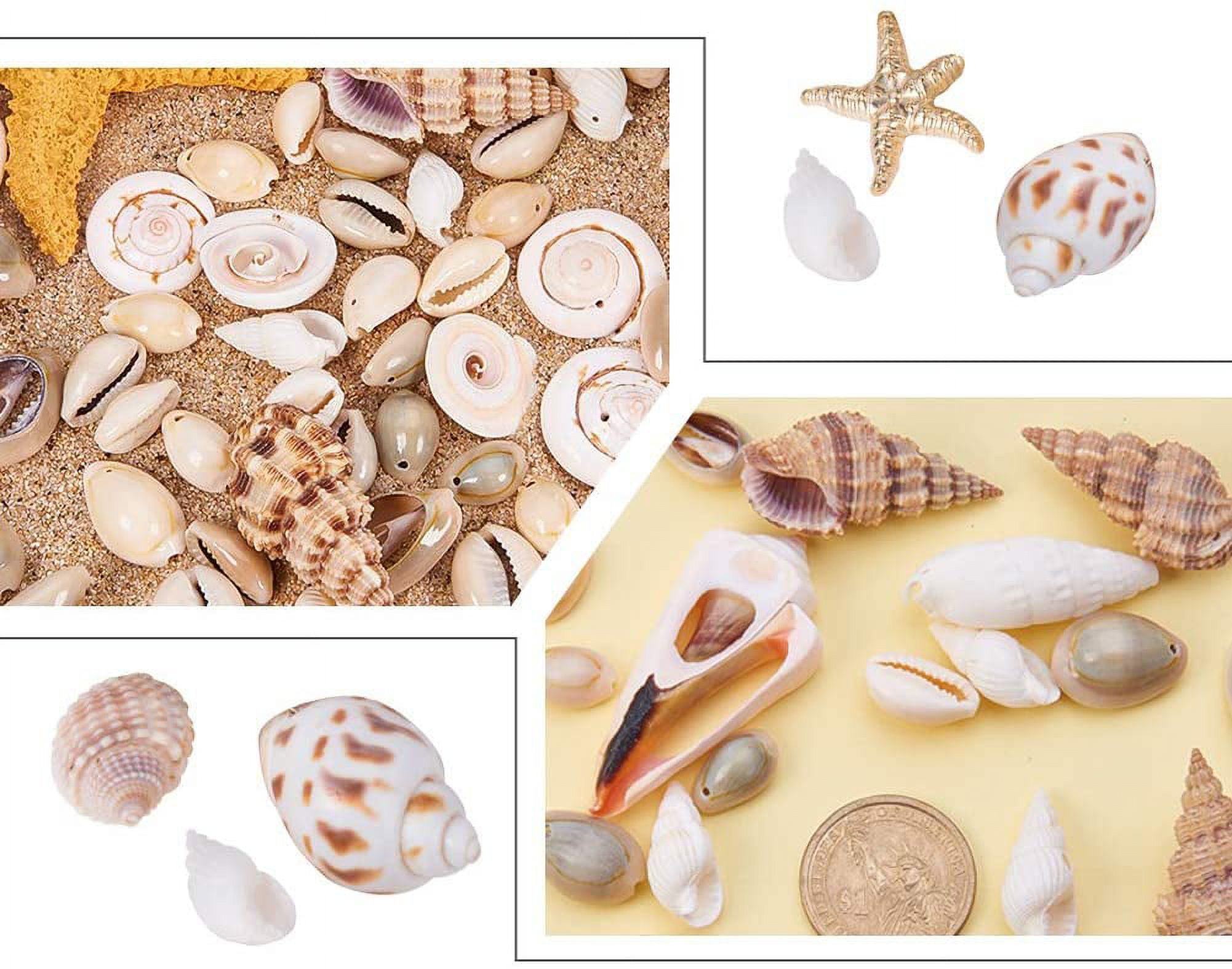 Ocean Beach Spiral Seashells, Natural Craft Seashell Charms Small Conch  Shells for Home Party Wedding Decor Candle Making Fish Tank Vase Filler