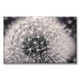 thumbnail image 1 of Cuadro Canva Pixtreats Diente De Leon 60X90 cm, 1 of 4