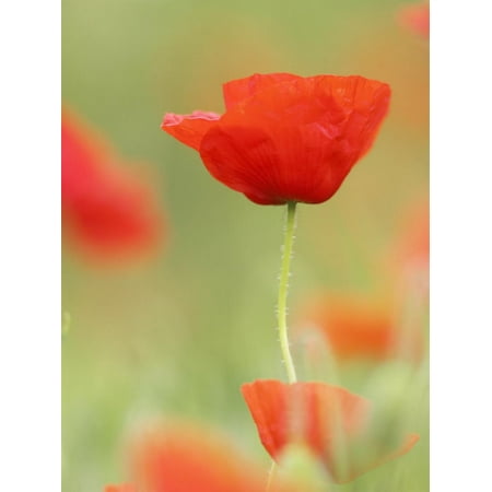 Common Poppy, Close-up of Single Flower in Arable Field, Scotland Print Wall Art By Mark