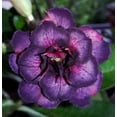 thumbnail image 5 of 4 Dark Purple Pink Desert Rose Seeds, 5 of 12
